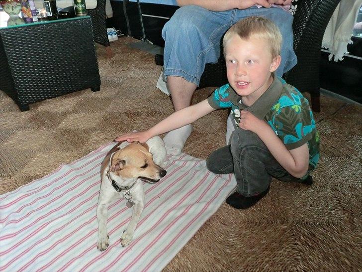 Dansk svensk gaardhund Molly - Molly elsker min nevø på 4 år..  billede 5