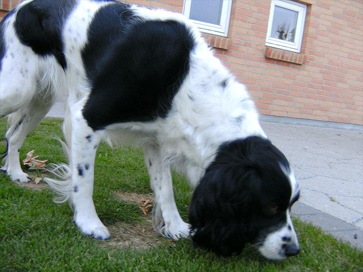 Field Trial spaniel Sif billede 9