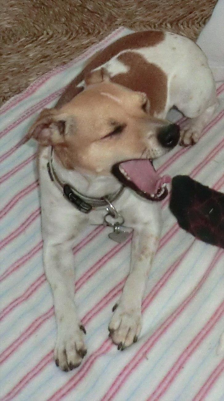 Dansk svensk gaardhund Molly - Man kan faktisk godt blive lidt træt af det der de kalder camping billede 6