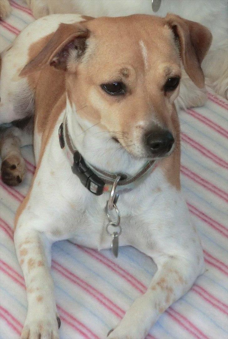 Dansk svensk gaardhund Molly billede 7