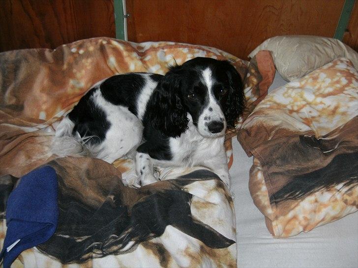 Field Trial spaniel Sif billede 10