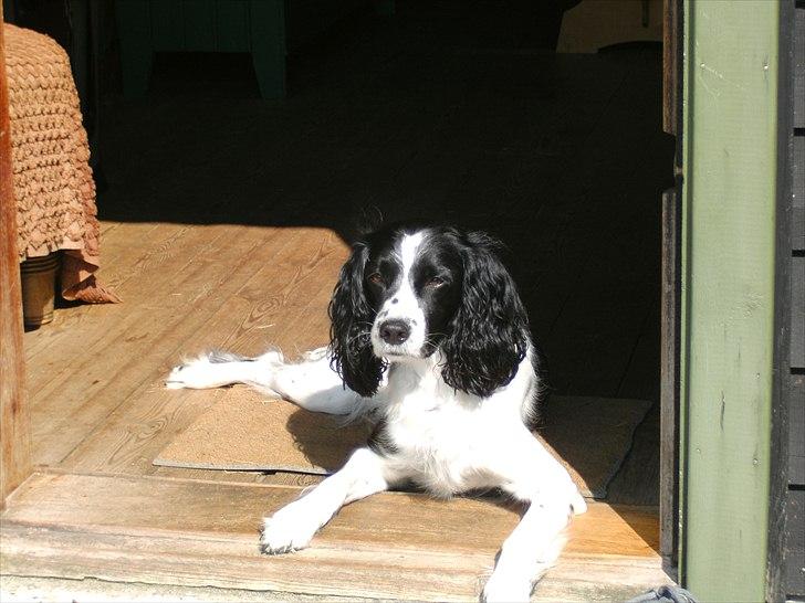 Field Trial spaniel Sif billede 2