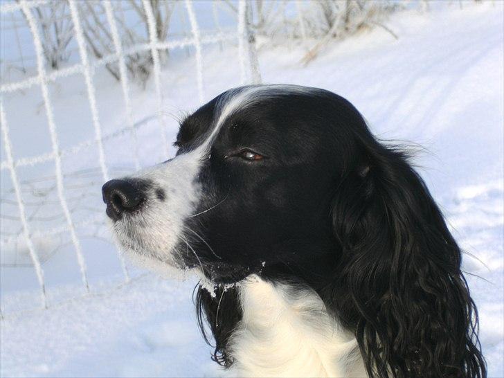 Field Trial spaniel Sif billede 4