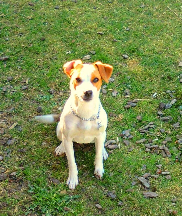 Dansk svensk gaardhund Holgers Rose (Kiki) billede 6