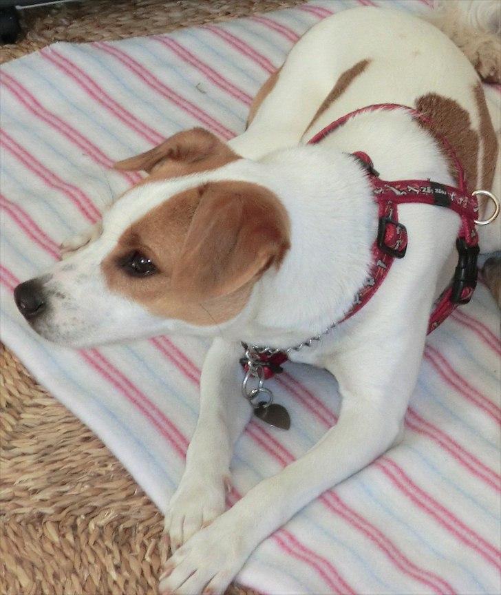 Dansk svensk gaardhund Holgers Rose (Kiki) - var der nogen der sagde godbid? billede 7