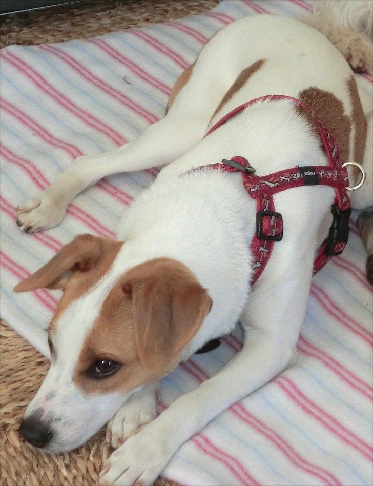 Dansk svensk gaardhund Holgers Rose (Kiki) billede 8