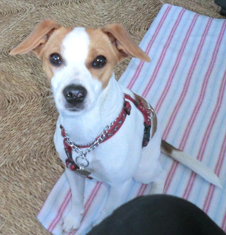 Dansk svensk gaardhund Holgers Rose (Kiki) - hvad er det der mor? billede 9