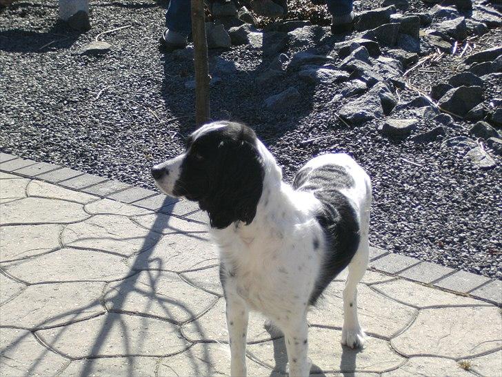 Field Trial spaniel Sif billede 5