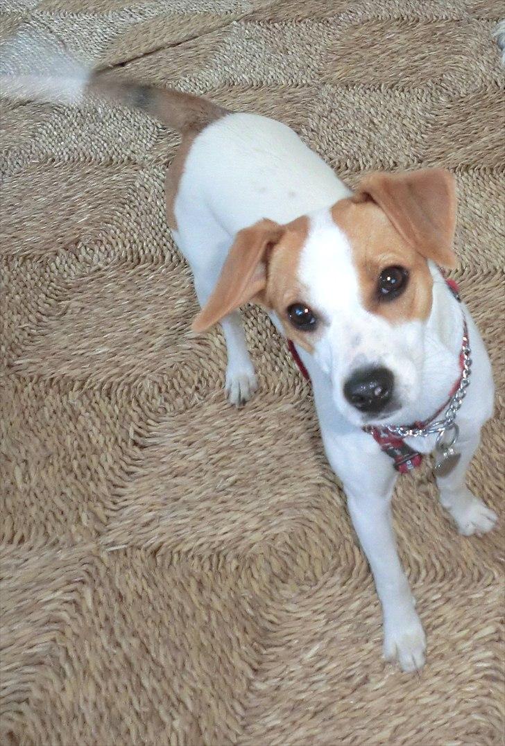 Dansk svensk gaardhund Holgers Rose (Kiki) billede 10