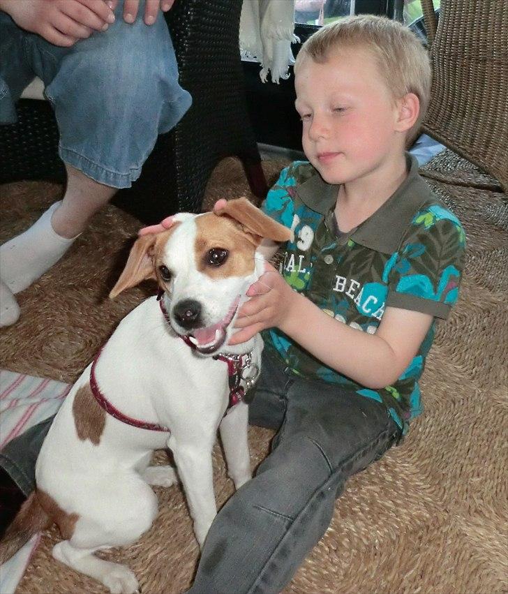 Dansk svensk gaardhund Holgers Rose (Kiki) - Det er sku dejligt med de der menneskebørn, de er så gode til at kæle :) billede 11