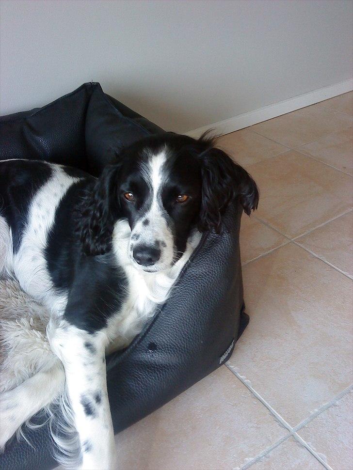 Field Trial spaniel Sif billede 12