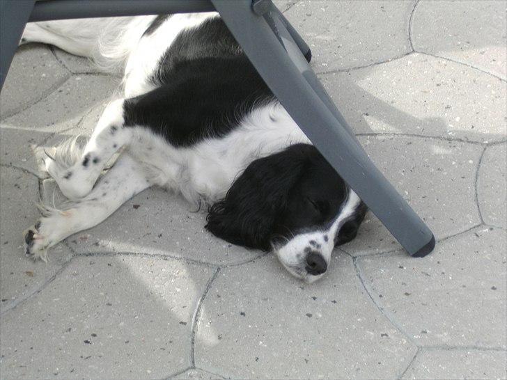 Field Trial spaniel Sif billede 13