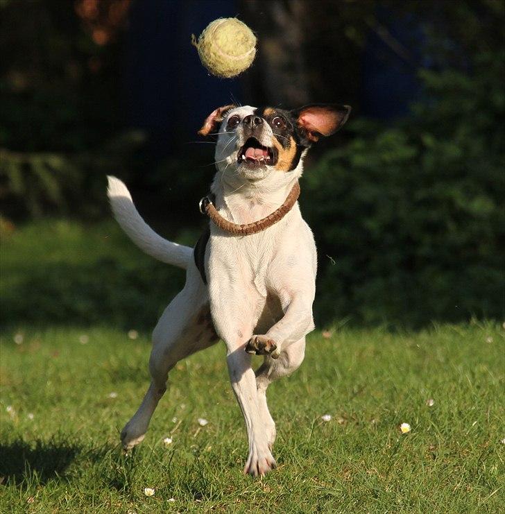 Dansk svensk gaardhund Dina - Hva´ dælen har den bold gang i ? billede 15