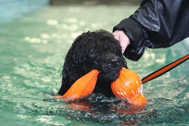 Storpuddel Kiwi billede 19