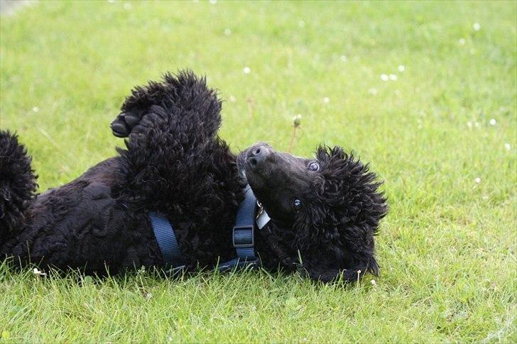 Storpuddel Kiwi billede 20