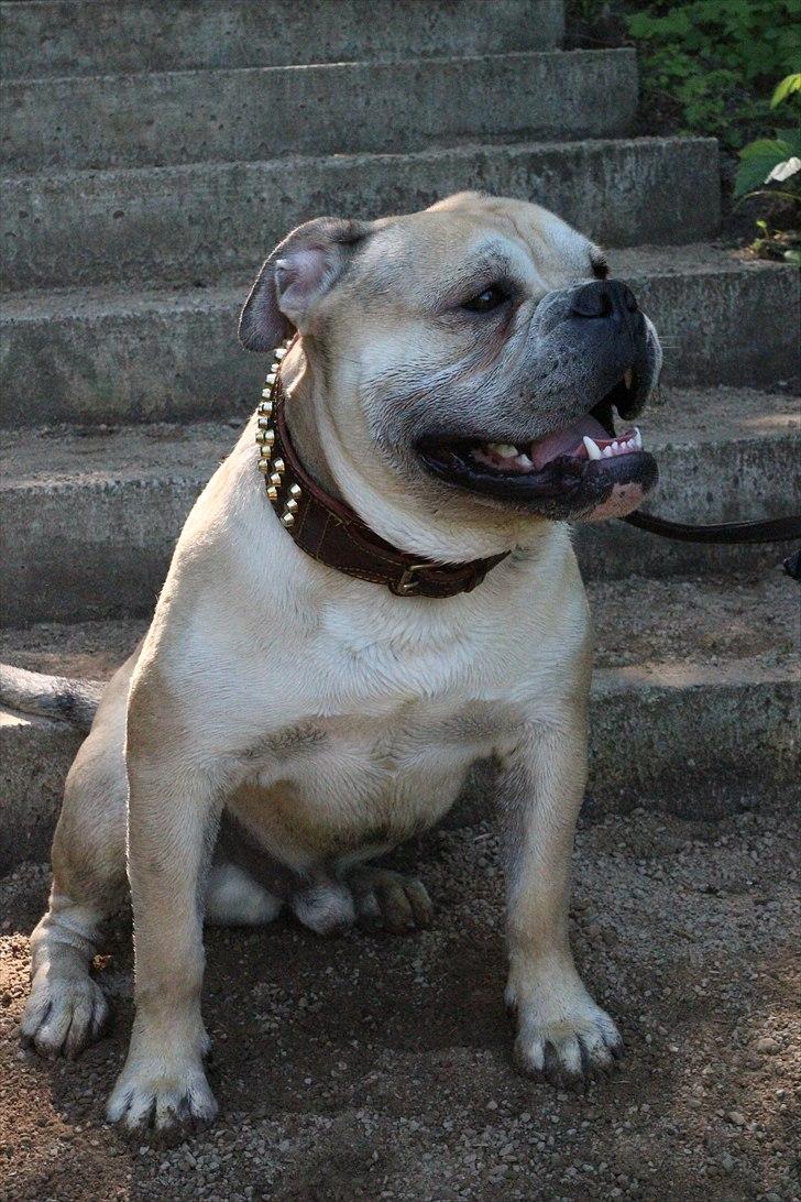 Olde english bulldogge Buffy's Junior - En beskidt, men glad buller. :-) billede 10