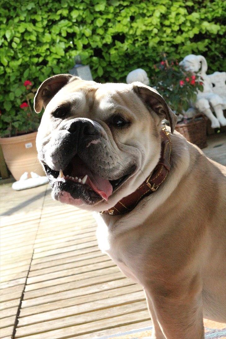 Olde english bulldogge Buffy's Junior - Nyder mormors have. billede 11