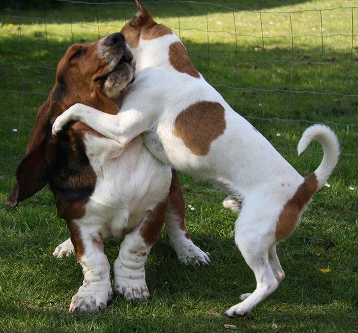 Basset hound Vito - Anton og Vito i vild leg/omfavnelse!  billede 10