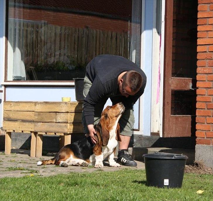 Basset hound Vito - Vito ELSKER at blive nusset!  billede 11