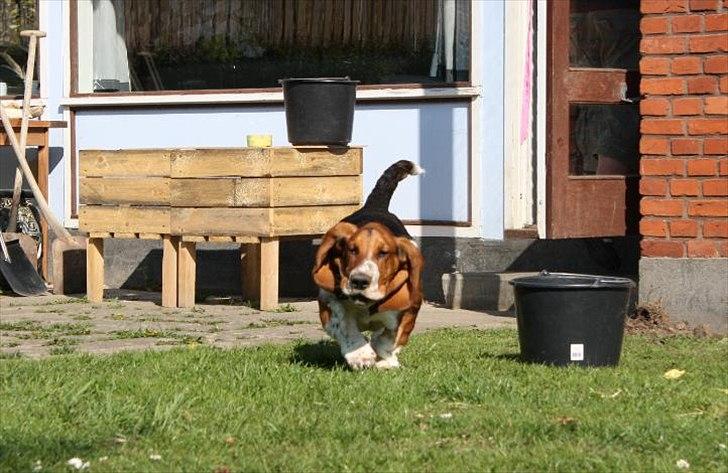 Basset hound Vito - Overskudshud? billede 12