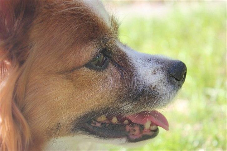 Papillon Tulle billede 1