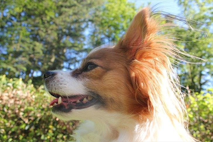 Papillon Tulle billede 2