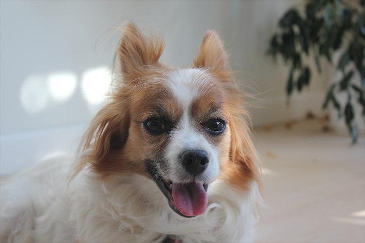 Papillon Tulle billede 3