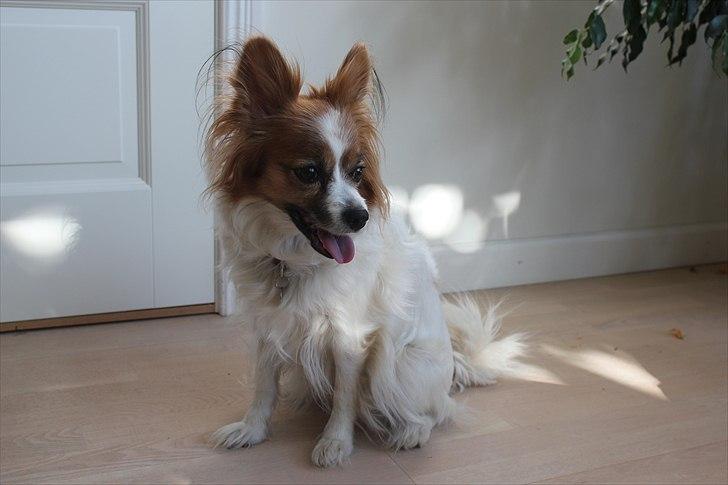 Papillon Tulle billede 4