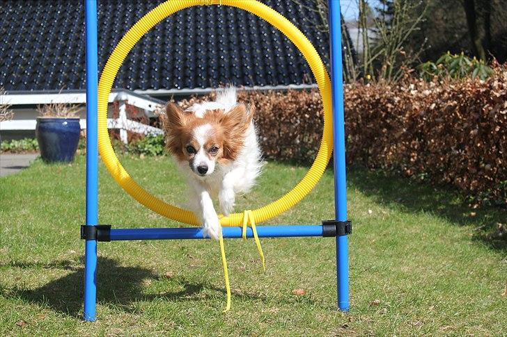 Papillon Tulle billede 5