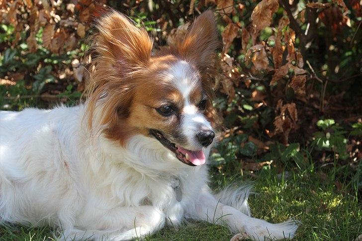 Papillon Tulle billede 6