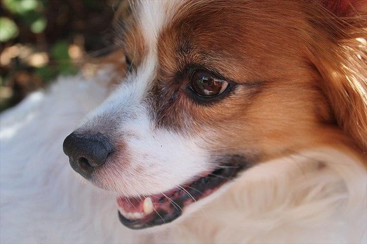 Papillon Tulle billede 7