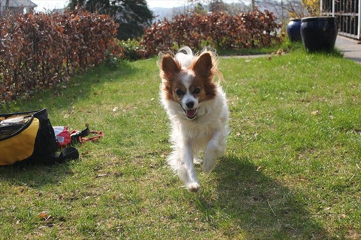 Papillon Tulle billede 8