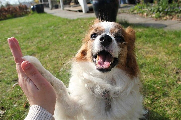 Papillon Tulle billede 10