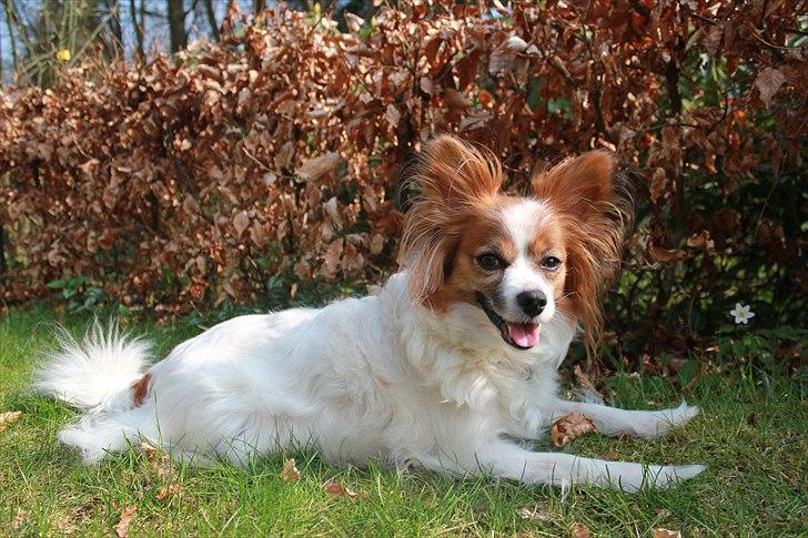 Papillon Tulle billede 11