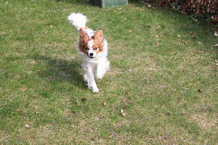 Papillon Tulle billede 9