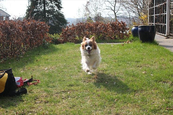 Papillon Tulle billede 12