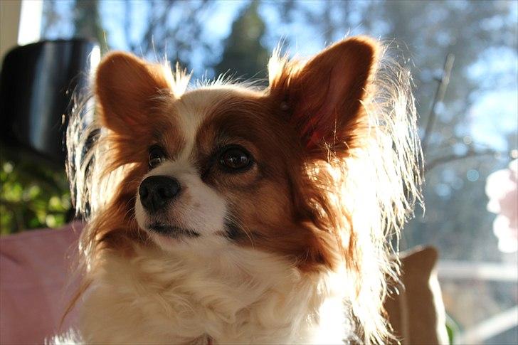 Papillon Tulle billede 13