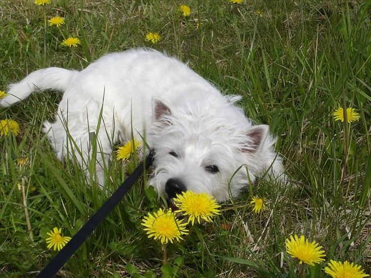 West highland white terrier Bellis billede 1