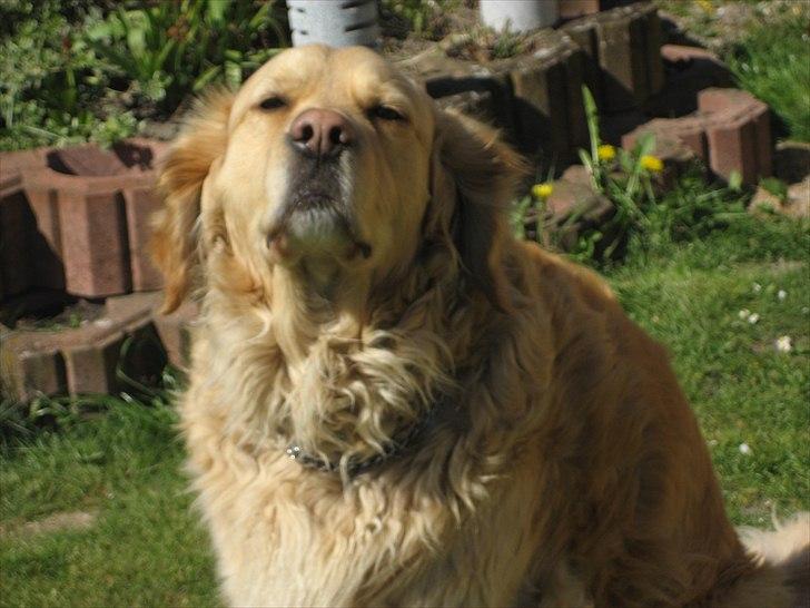 Golden retriever Gismo<3 billede 6