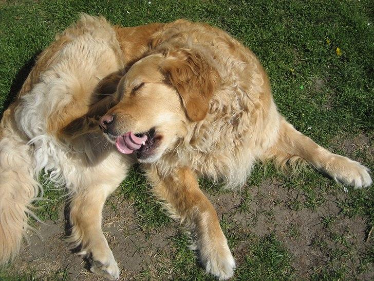 Golden retriever Gismo<3 billede 7