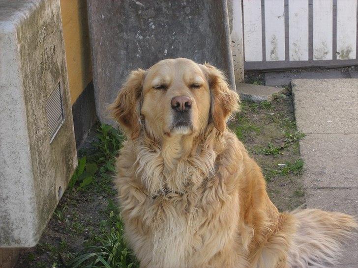 Golden retriever Gismo<3 billede 8