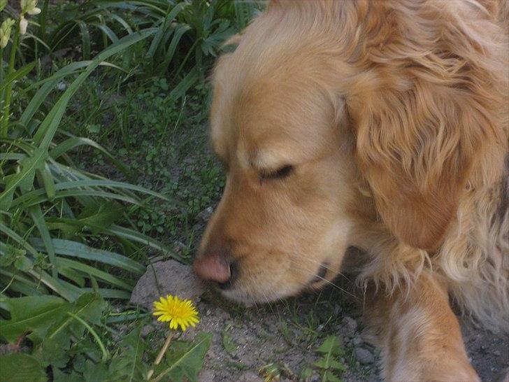 Golden retriever Gismo<3 billede 9