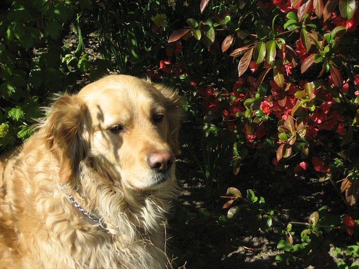 Golden retriever Gismo<3 billede 10