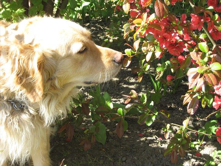 Golden retriever Gismo<3 billede 11