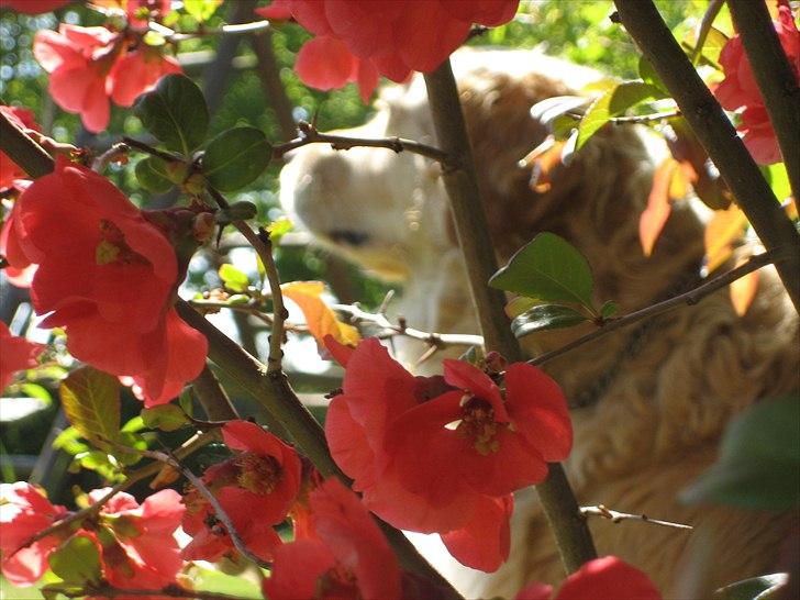 Golden retriever Gismo<3 billede 12