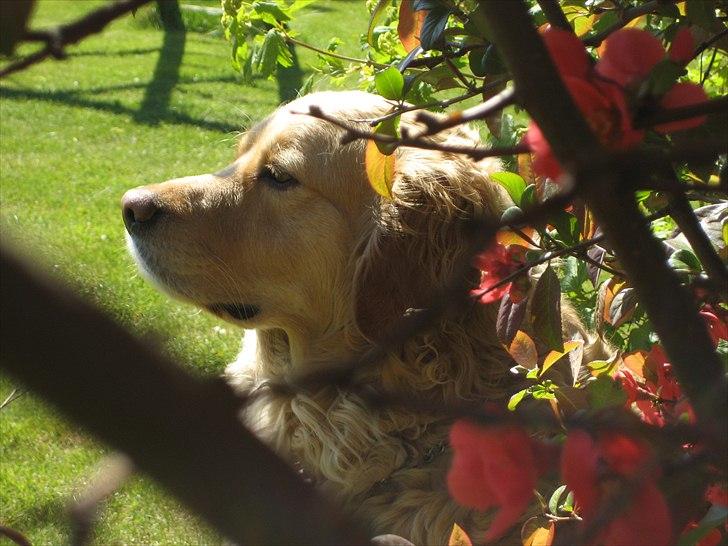 Golden retriever Gismo<3 billede 13