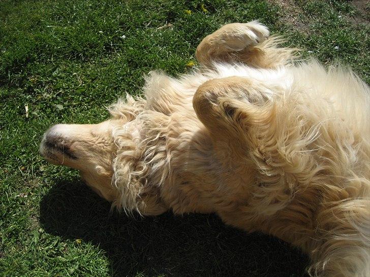 Golden retriever Gismo<3 billede 14