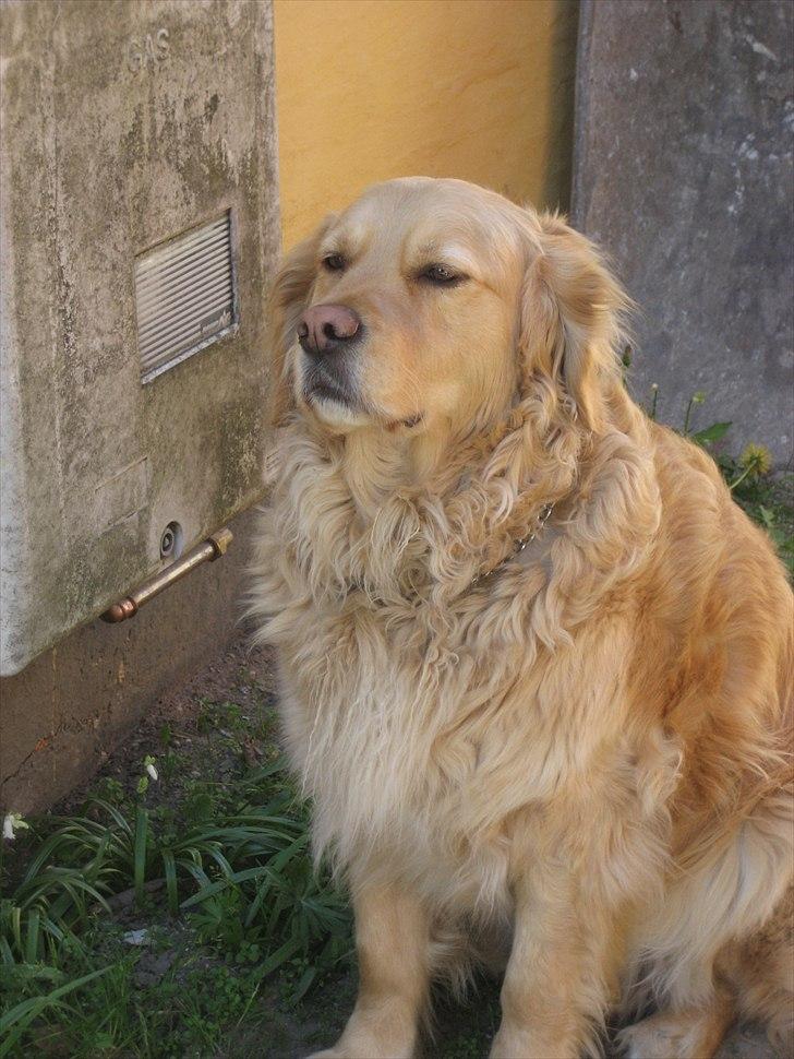Golden retriever Gismo<3 billede 15