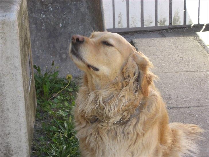 Golden retriever Gismo<3 billede 16