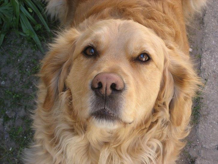 Golden retriever Gismo<3 billede 17